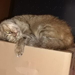 Meet your Posher, Tammy